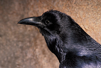 Raven , Animal graphy, HQ , resolution HD wallpaper