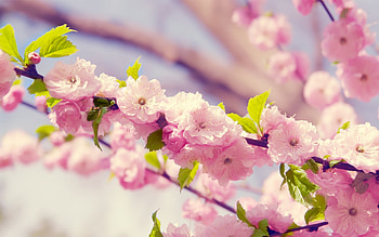 Plants, Flowers HD wallpaper