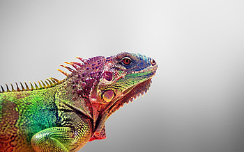 Colored, Iguana HD wallpaper