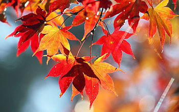 Maple leaves, Nature's abundance, Fall foliage, Vibrant colors HD wallpaper