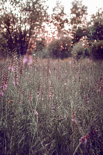 Flowers, Grass, Glare, Field, Glade, Polyana, Bokeh, Boquet HD phone wallpaper