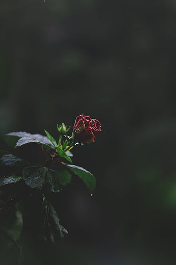 A dark and moody graph of a red rose blooming amidst lush green leaves. HD phone wallpaper