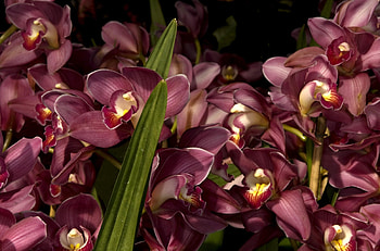 Flowers, Leaves, Close-Up, Lot, Orchids HD wallpaper