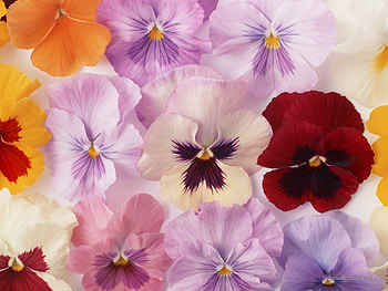 Plants, Flowers, Pansies HD wallpaper