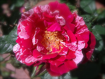 White Stripe Red Rose, stripe, rose, white, red HD wallpaper