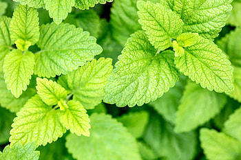 Lemon Balm, Coriander properties, Cultivation tips, Gardening HD wallpaper