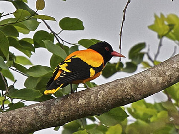 Beautiful Bird, cool, beautiful, bird HD wallpaper