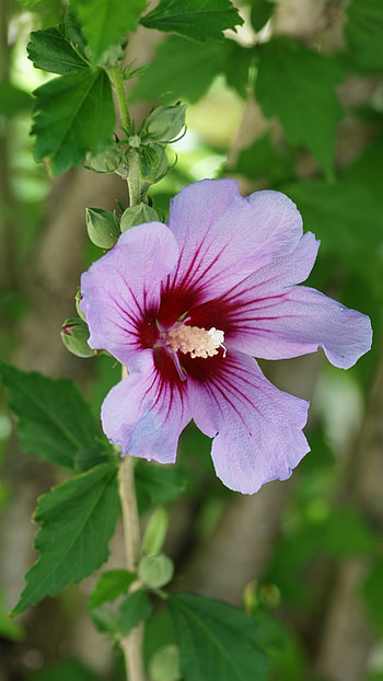 Hibiscus, Purple HD phone wallpaper