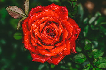 Close-up of a vibrant red rose covered in dewdrops, showcasing natural beauty. HD wallpaper