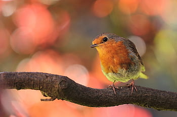 Vibrant of a European Robin on a branch with a colorful bokeh background. HD wallpaper