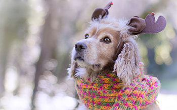 Cute reindeer, dog, animal, spaniel, horns, craciun, reindeer, christmas, funny, scarf, caine HD wallpaper