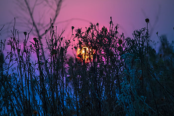 Nature, Grass, Plant, Shine, Light HD wallpaper