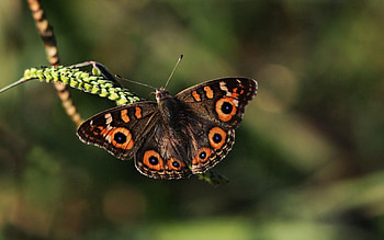 Grass, Leaves, Macro, Butterfly HD wallpaper