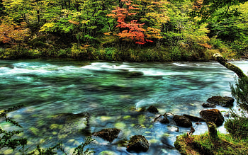 Nature, Water, Rivers, Stones, Transparent, Forest, Flow, Color, Colors, Moss, Stream, Creek, Brook HD wallpaper