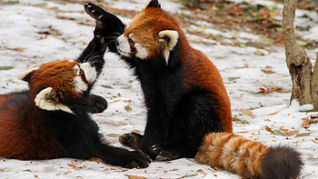 Red panda, Ultra , High quality, Strikingly beautiful HD wallpaper