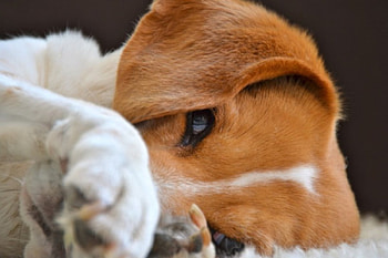 ☆, sweet, puppy, cute, sleeps, orange HD wallpaper