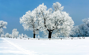 Landscape, Winter, Trees HD wallpaper