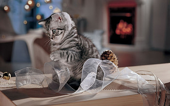 Animals, Cats HD wallpaper