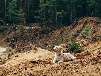 Animals, Sand, Dog, Leash, Stroll HD wallpaper