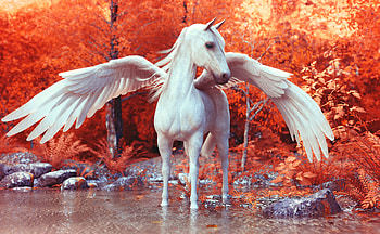 Pegasus, wings, horse, fly HD wallpaper