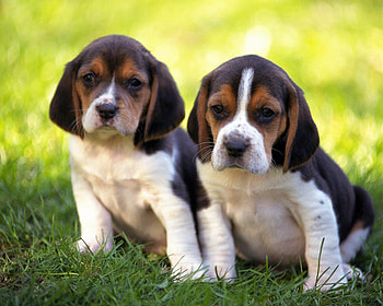 Animals, Grass, Couple, Pair, Puppies HD wallpaper