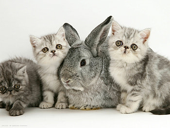 Kittens and rabbit, Exotic Shorthair Cat HD wallpaper