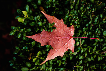 Orange Leaf Water Drops Macro , leaf, drops, macro, nature HD wallpaper