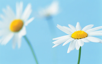 Plants, Flowers, Camomile HD wallpaper