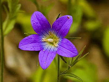 Beautiful Flower, cool, beautiful, , flower HD wallpaper
