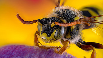 Macro insect , Bee's close-up, Nature's marvel, Detailed resolution HD wallpaper