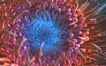 Digital Anemone Flower, flowers, digital-art, graphics HD wallpaper