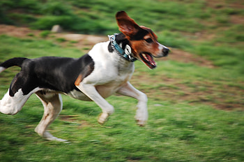 English Foxhound new HD wallpaper