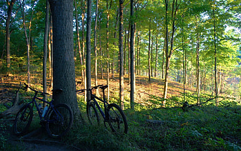 Nature, Trees, Bicycles, Forest HD wallpaper