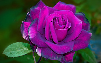 violet rose, macro, bokeh, violet flowers, roses, buds, violet roses, blurred backgrounds, beautiful flowers, backgrounds with roses, violet buds HD wallpaper