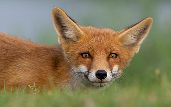 Fox, face, eyes, animal HD wallpaper