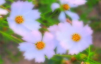 Plants, Flowers HD wallpaper