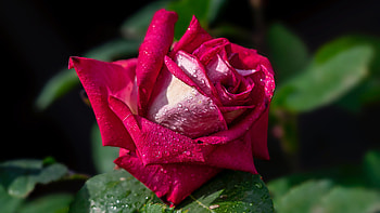 Rose, Leaves, Flower, Red, Bud HD wallpaper