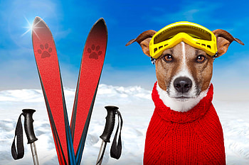 Funny dog, winter, blue, dog, ow, holidays, snow, glasses, jack russel terrier, white, craciun, puppy, christmas, yellow, red, funny, sky, scarf HD wallpaper