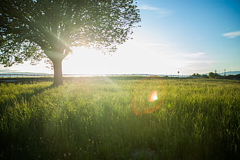 A tranquil scene of a lone tree in a grassy meadow with the sun setting in the sky. HD wallpaper