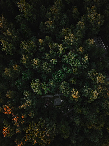 Nature, Trees, Autumn, View From Above, Forest HD phone wallpaper