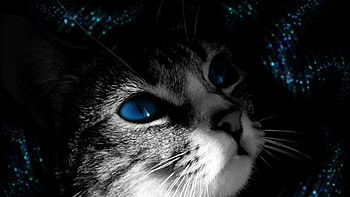 cat, muzzle, black white, blue-eyed HD wallpaper