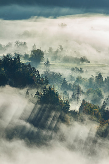 Nature, Trees, View From Above, Forest, Fog, Slovenia, Bled HD phone wallpaper