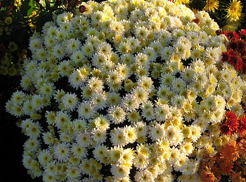 Flowers, Chrysanthemum, Flower Bed, Flowerbed, Ball, Garden HD wallpaper