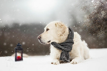 In snow, Golden Retrievers HD wallpaper