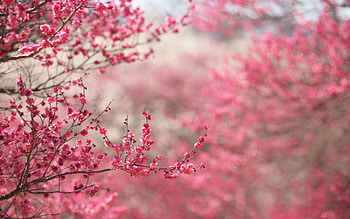 Plants, Flowers, Sakura HD wallpaper