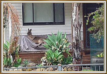 RESTING KANGAROO, RESTING, NATURE, , KANGAROO HD wallpaper
