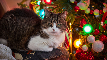 Black White Cat With Stare Look Is Sitting Near Decorated Christmas Tree Cat HD wallpaper