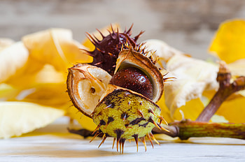 Food, Seeds, Seed, Chestnut, Horse Chestnut HD wallpaper
