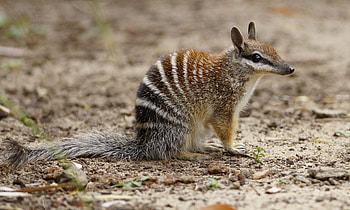 Numbat, animal, australian, marsupial HD wallpaper