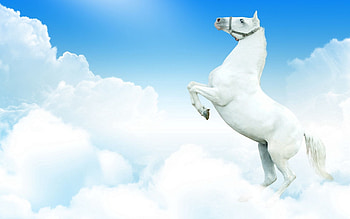 Animals, Clouds, Bounce, Jump, Horse HD wallpaper